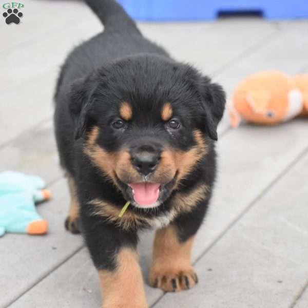 August, Rottweiler Mix Puppy